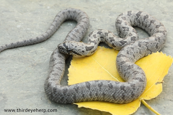 Baird's Rat Snake